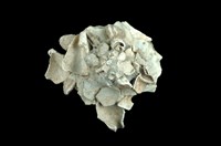藏品(綴殼螺)的圖片